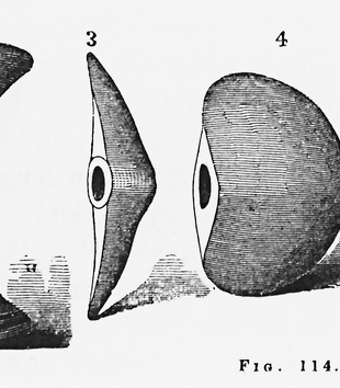 Shaded black and white diagrams of four bannerstones