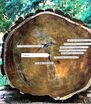 Front of a postcard featuring the cross view of a very large felled tree in front of a leafy green background. On the cross section of the tree, nine white text boxes label different rings on the tree with dates and events. 