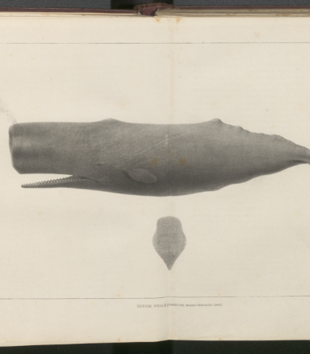 Photo of a book against a dark background, opened to a full spread of a scientific illustration of a sperm whale