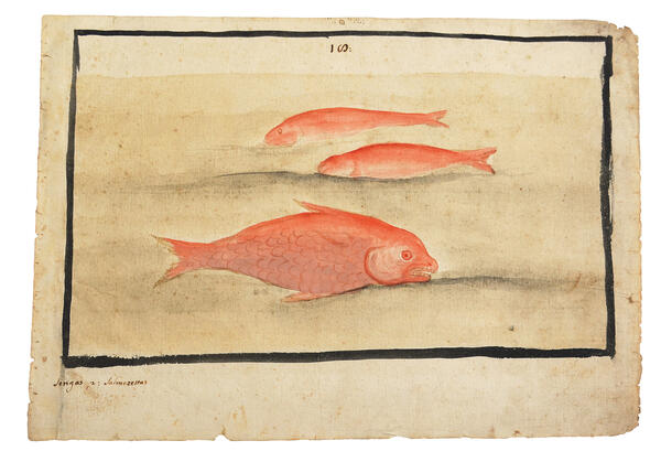Watercolor of three salmon