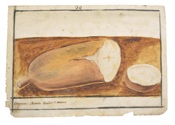 Watercolour of a yam with a slice taken cut out of it 