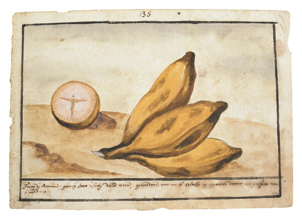 Watercolor of a bunch of three small bananas, and other banana that has been cut into, showing the cross section