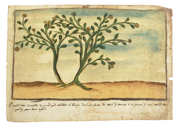 Watercolour of a green plant with apple shaped fruits growing from its stems