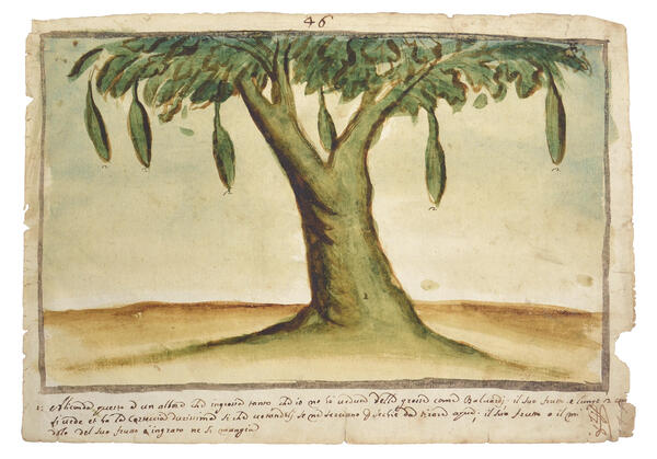 Watercolor of a tree with long green fruits hanging from its branches
