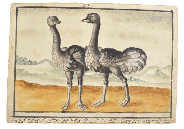 Watercolor of two large, grey feathered birds