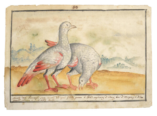 Watercolor of two white birds with pink legs, wings and tails