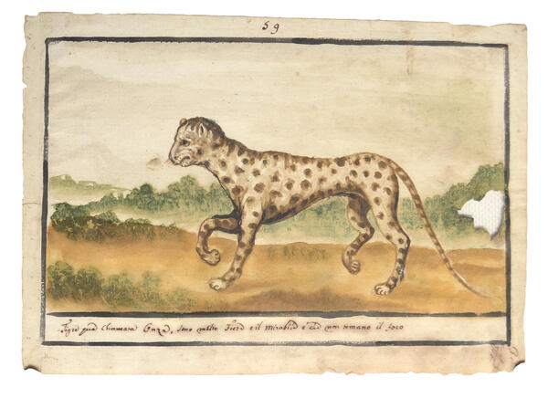 Watercolor of a leopard moving across the landscape