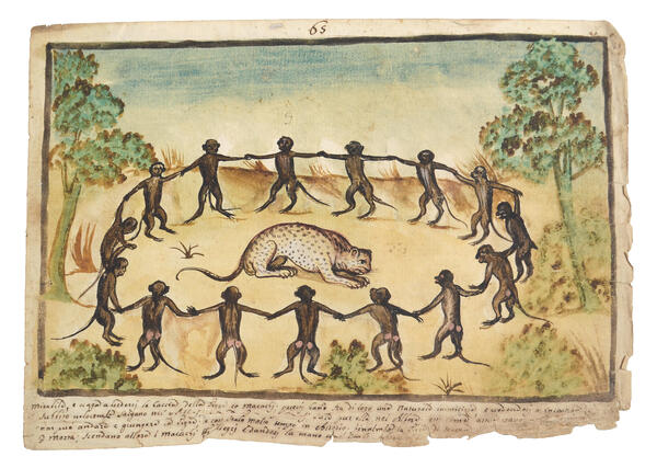 Watercolor of a group of macaques holding hands and encircling a tiger 