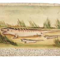 Watercolor of a large crocodile and two smaller crocodiles standing on land 