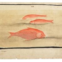 Watercolor of three salmon