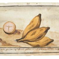 Watercolor of a bunch of three small bananas, and other banana that has been cut into, showing the cross section