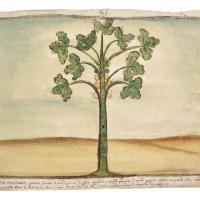 Watercolor of a green plant with fig-leaf shaped leaves
