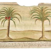 Watercolor of two palm trees, one bearing a red pineapple-shaped fruit