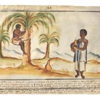 Watercolor of two people collecting wine from a palm tree. One person is climbing the tree. The other stands holding a vase.