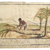 Watercolor of a man holding a tool and bending over a palm tree that has been chopped down 