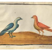 Watercolor of one blue bird and one red bird standing