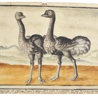 Watercolor of two large, grey feathered birds