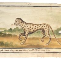 Watercolor of a leopard moving across the landscape