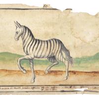 Watercolor of a zebra walking in profile across the landscape