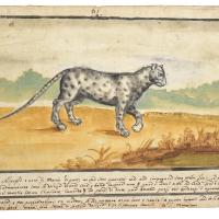 Watercolor of a large civet walking in profile 