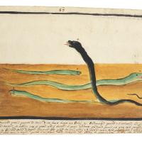Watercolor of three green snakes slithering on the ground, and one black snake periscoping with its head up