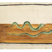Watercolor of two green snakes moving across the ground