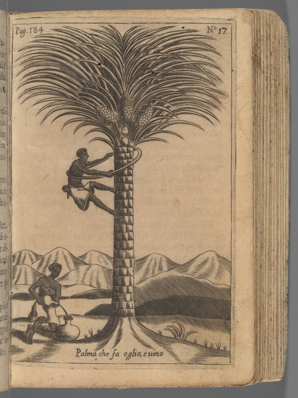 Etching of a man scaling a palm tree