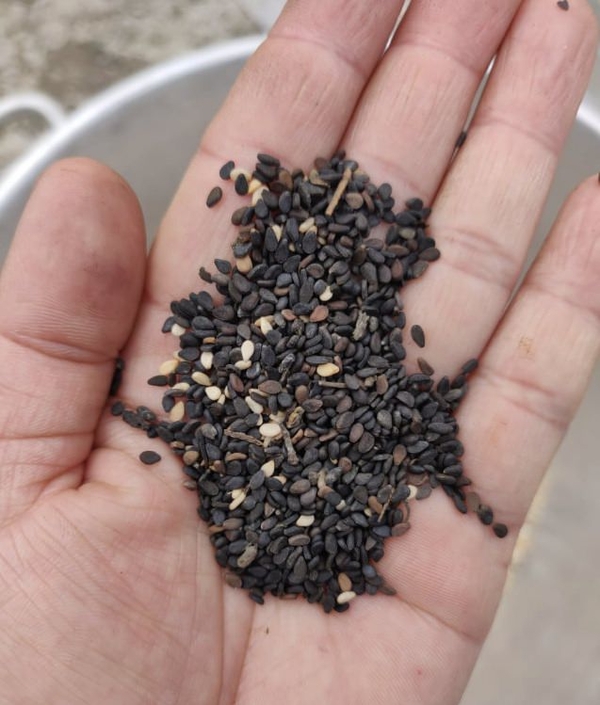 A tan-skinned hand cups black sesame seeds.