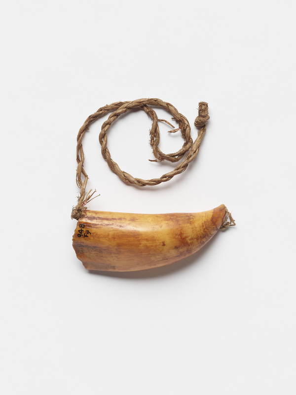 A segment of a sperm whale tooth, yellow and amber in color and marked with "948 Fiji," is affixed to a piece of twisted cord made of natural fibers. This object is photographed on a plain white background.