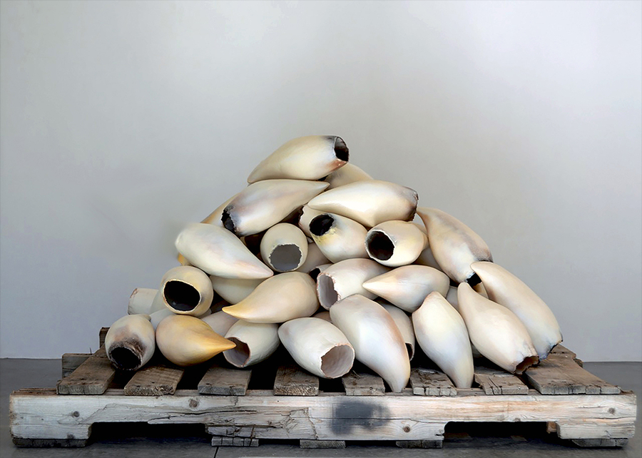 Several dozen whale teeth--bone-white husks with slight color variegation--are stacked on an aged wooden pallet against a light background.