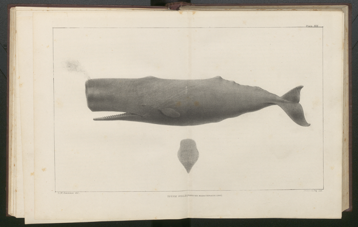 Black and white print of a sperm whale